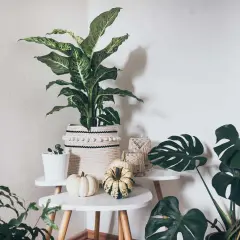 Gemütliche Ecke mit vielen grünen boho pflanzen, Kürbissen und Makramee-Dekorationen.