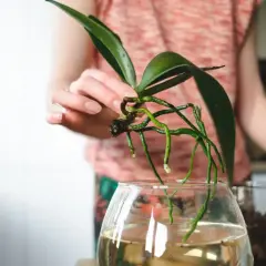 Orchideen im Glas ohne Erde: Eine Hand hält eine Orchidee mit grünen Wurzeln über einem Glas Wasser.