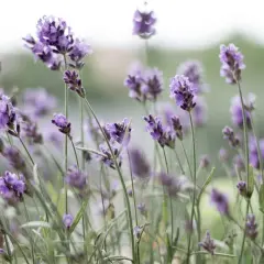 Delikatne fioletowe kwiaty lawendy angustifolia, kwitnące w słońcu. Uprawa tej aromatycznej rośliny przynosi spokój.