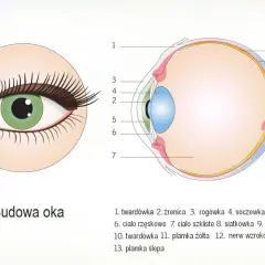 Schematyczny przekrój oka, ukazujący jego budowę. Widoczny jest narząd wzroku z zaznaczonymi elementami, takimi jak soczewka, siatkówka i nerw wzrokowy.