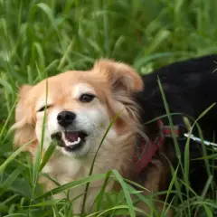 Perro de pelaje claro y oscuro en medio de hierba alta, masticando una brizna. Quizás así explica porque los perros comen hierba.