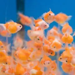 Un cardumen de peces dorados nadando en un acuario azul. Es como soñar con peces de colores, llenando la pantalla de vida y brillo.