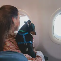 Mały piesek w niebieskiej obroży podróżuje z właścicielką w samolocie Ryanair.