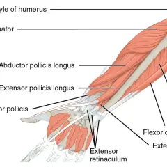 Anatomia przedramienia: kości przedramienia, mięśnie (supinator, prostowniki palców) i nadkłykcie kości ramiennej.