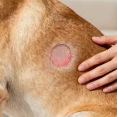 Un veterinario examina una zona con caída de pelo en perros, mostrando piel irritada y enrojecida.
