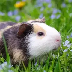 Un cochon d'Inde aux poils rayés, blanc et brun, se promène dans l'herbe verte parsemée de petites fleurs bleues. Il semble en bonne santé, sans signe d'eczéma.