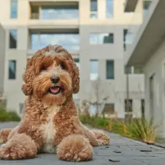 Urocza mieszanka pudla z labradorem, z kudłatym, rudym futrem, leży na chodniku przed nowoczesnym budynkiem.