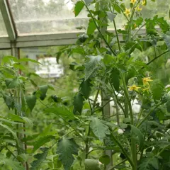 Tomatplantor med gula blommor i ett växthus. Snart dags att pollinera tomater för en riklig skörd.