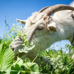 Eine weiße Ziege frisst genüsslich grünes Gras und zarte Blüten. Sie zeigt, was Ziegen fressen: eine Vielfalt an Pflanzen.