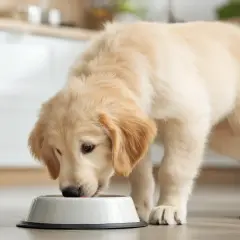 Uroczy szczeniak golden retriever zajada mokrą karmę dla szczeniaka. Od kiedy zaczął jeść tę pyszną karmę, jego futerko jest jeszcze bardziej lśniące!