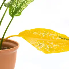Aglaonema z żółtymi liśćmi, jeden liść całkowicie żółty, na białym tle.