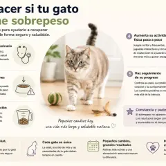 Un gato gordo camina con confianza, mostrando los pasos para ayudarlo a recuperar su peso ideal.