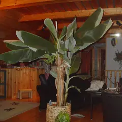 Stor bananplanta i kruka inomhus. Kanske en dag ger den bananfrö.