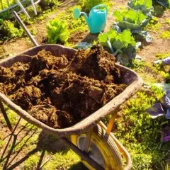 Nawóz koński pod jakie rośliny - najlepsze wybory i ukryte pułapki
