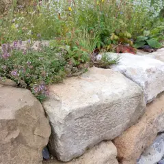 Natürliche Steine bilden eine rustikale gartenmauer. Thymian und andere Pflanzen wachsen zwischen den Felsen.