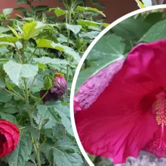 Hibiskus w pełnym rozkwicie, z pąkami i liśćmi. Rośnie w żyznej ziemi, która zapewnia mu obfite kwitnienie.
