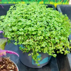 Macizo de plantas de sombra y frío, con pequeñas hojas verdes y tiernas, en una maceta gris.