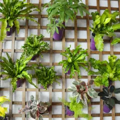 Un mur abîmé transformé en jardin vertical luxuriant avec des plantes vertes dans des pots violets sur une structure en bois.