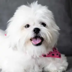 Uśmiechnięty shih tzu w różowej bandanie z łapkami, z językiem na wierzchu, siedzi na szarej kanapie.