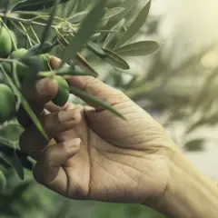 Mano che sfiora olive verdi su un ramo, un gesto delicato che ricorda il momento in cui si concimano gli ulivi per una buona raccolta.