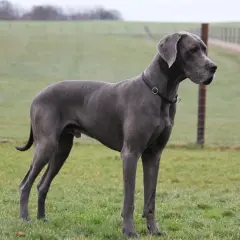 Piękny dog niemiecki, który żyje średnio 8-10 lat, stoi na zielonej łące.
