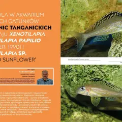 Pielęgnica Xenotilapia papilio z jeziora Tanganika, z charakterystycznym wzorem na płetwach.