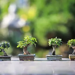 Cztery miniaturowe drzewka bonsai, każdy w ozdobnej doniczce, prezentują sztukę ich pielęgnacji na tle zieleni.