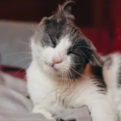 Gato blanco y gris se rasca la oreja con la pata, ojos cerrados y expresión de alivio.