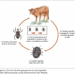 Cómo son los huevos de la garrapata: características sorprendentes y riesgos
