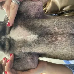 Pelle arrossata e irritata sul ventre di un cane, possibile sintomo di malassezia. Mani con smalto rosso accarezzano il pelo.