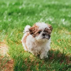 Uroczy szczeniak Shih Tzu na zielonej trawie. Zastanawiasz się, czy pies może pić herbatę? Ten maluch na pewno by się skusił!