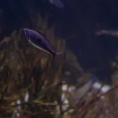 Fioletowa molinezja czerwona pływa w ciemnym akwarium wśród roślin.