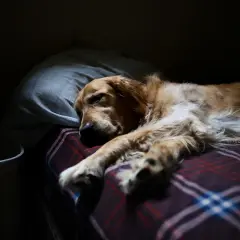Złoty retriever śpi na kocu w kratę, opierając głowę na poduszce. Czy psy śnią? Ten pies wygląda, jakby miał piękne sny.