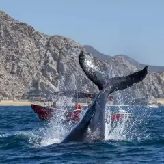 Cola de ballena emerge del agua salpicando, con un barco turístico de fondo. Un emocionante avistamiento de ballenas en un día soleado.