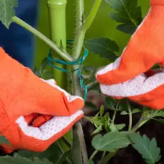 Mains gantées d'orange attachent une tige de tomate à un tuteur vert. Apprenez comment tuteurer les tomates pour une meilleure croissance.