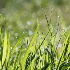 Trawa z kroplami rosy, piękne kółka światła na tle. Efekt bokeh w telefonie uchwycił magię poranka.