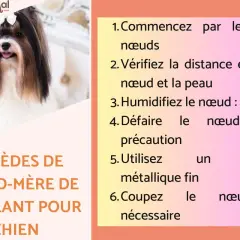 Un joli chien avec un nœud dans les cheveux. La page propose des remèdes de grand-mère pour démêler le poil du chien, comme une recette de grand-mère répulsif chien.