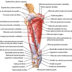 Músculos del muslo: conoce su anatomía y funciones esenciales