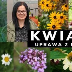 Kiedy siać kwiaty wieloletnie, aby uniknąć nieudanych plonów?