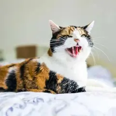 Gato tricolor con pelaje atigrado y blanco, con la boca abierta y dientes visibles, parece que mi gato bufa al nuevo gatito.