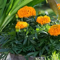 En kruka fylld med fluffiga, orange så tagetes blommor. Gröna blad och gräs omger de soliga blommorna.