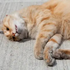 Gato naranja con rayas acostado de lado, con la cabeza girada. Podría ser un síntoma de epilepsia en gatos.