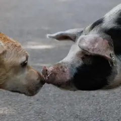 Un chien et un cochon se reniflent le museau, une rencontre inattendue entre un chien et un cochon.