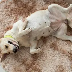 Ein Hund liegt auf dem Rücken auf einem flauschigen Teppich. Seine Zitzen sind sichtbar, was auf eine mögliche Scheinschwangerschaft bei Hunden hindeuten könnte.