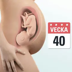 Gravid mage med foster inuti. Kalender visar vecka 40, fullgången tid.