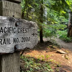 Gammal träskylt visar "PACIFIC CREST TRAIL NO. 2000" med en pil. Skogsväg leder in i en grönskande skog.