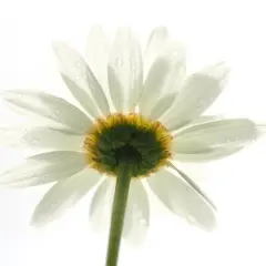Een witte margriet met waterdruppels, belicht met high key fotografie instellingen. De bloemblaadjes lijken bijna te zweven tegen de witte achtergrond.