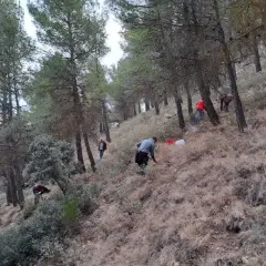 Personas trabajando en un bosque de pinos en Almería, quizás plantando o cuidando un serbal.