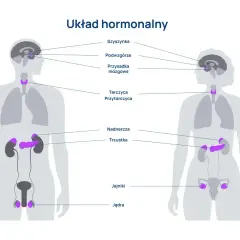 Schemat układu hormonalnego człowieka, pokazujący lokalizację gruczołów: szyszynki, podwzgórza, przysadki, tarczycy, przytarczyc, nadnerczy, trzustki, jąder i jajników.