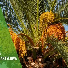 Jak kwitnie palma daktylowa i co musisz o tym wiedzieć?
